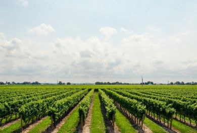Dal terroir al calice: tour guidato nelle vigne nella cantina Bellavista