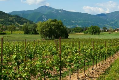 Dal terroir al calice: tour guidato nelle vigne nella cantina Bellavista