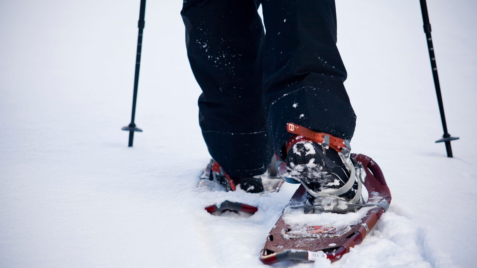 Ciaspolata tra le stelle con cena