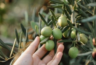 Olivum Experience con soggiorno di una notte al Palazzo di Varignana