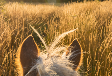 Horseback riding nelle bellezze della campagna toscana