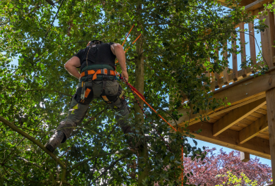 Avventure all'aria aperta al Parco del Mottarone