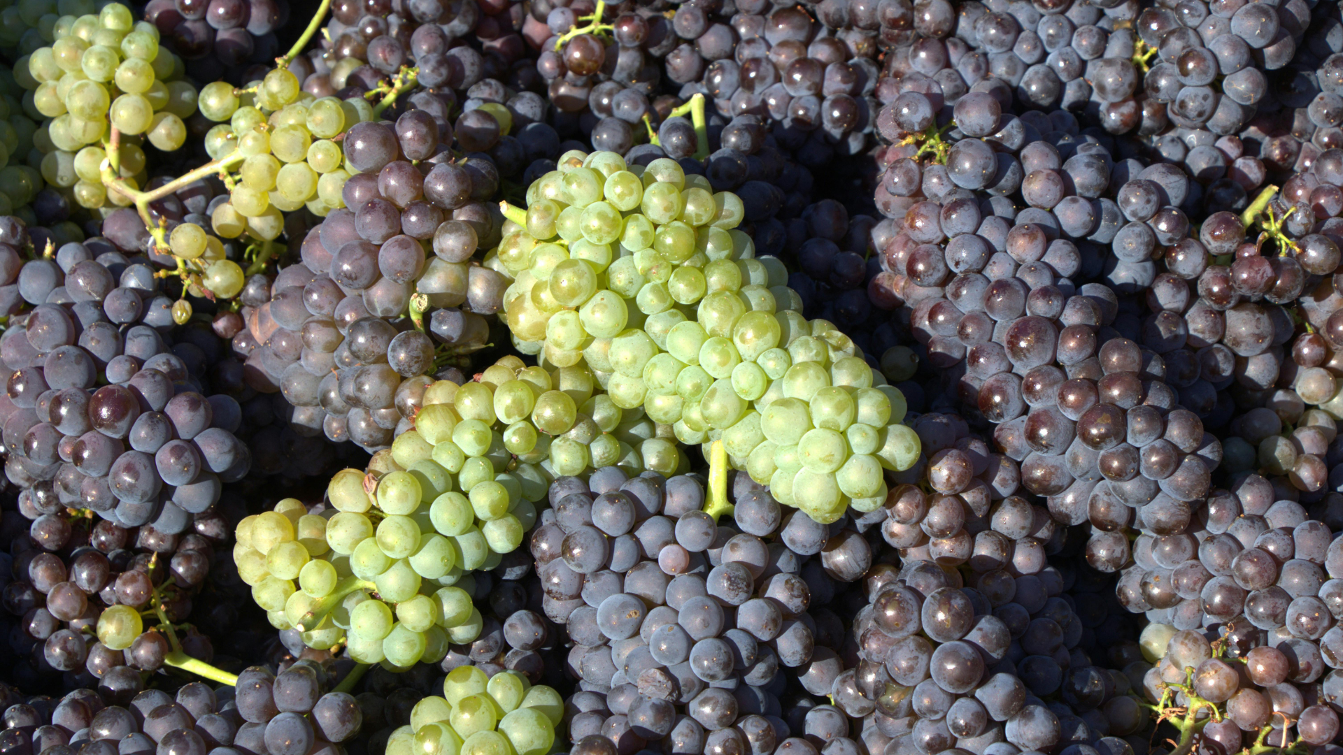 Viaggio sensoriale tra vino e gastronomia