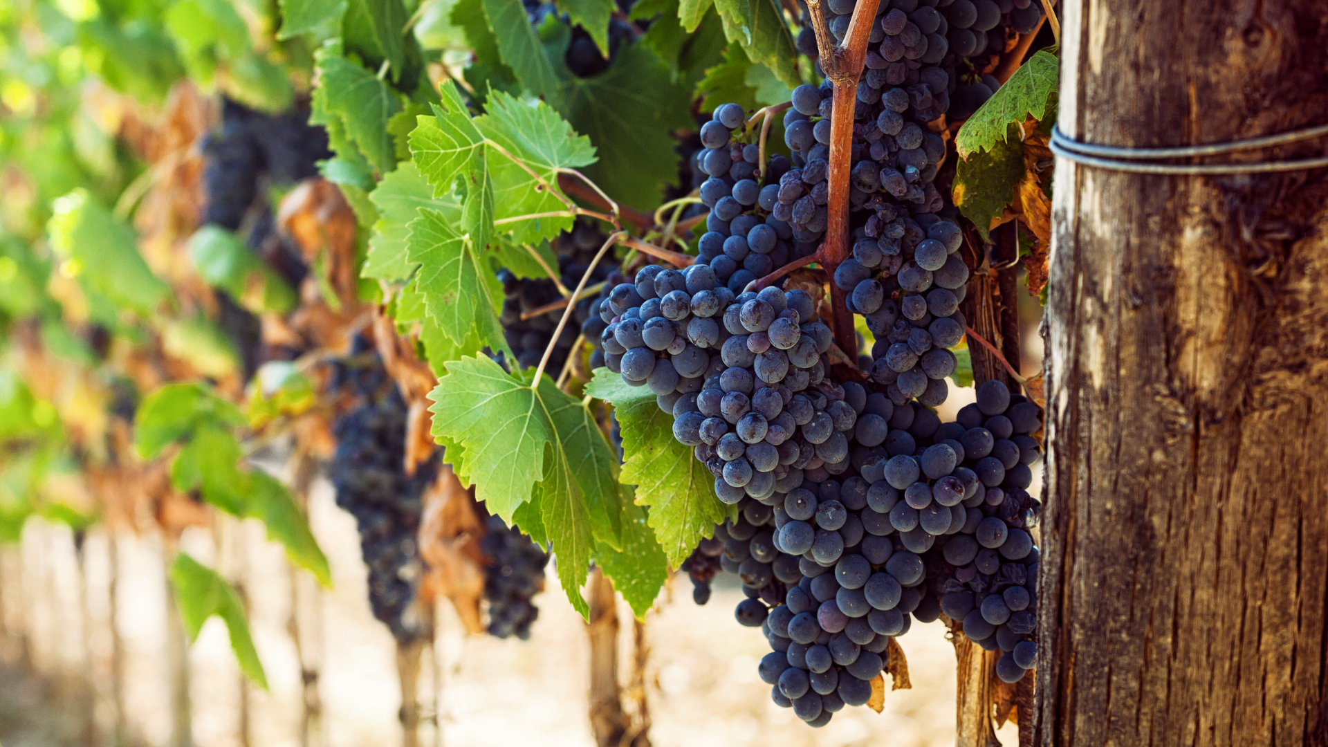 Viaggio sensoriale tra vino e gastronomia