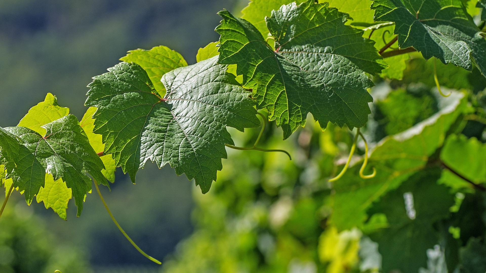 Viaggio sensoriale tra vino e gastronomia