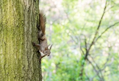 Avventure all'aria aperta al Parco del Mottarone